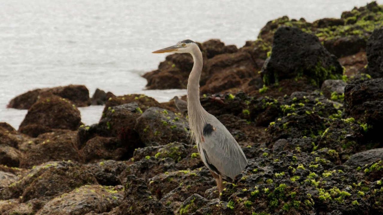 16 Burung Paling Eksotis dan Langka, Hanya Ada di Kepulauan Galapagos!