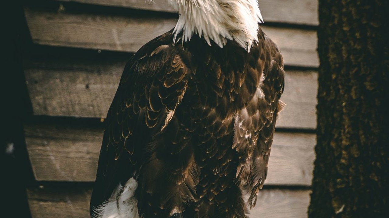 Penampakan Elang Raksasa Berburu Monyet untuk Makan Siang