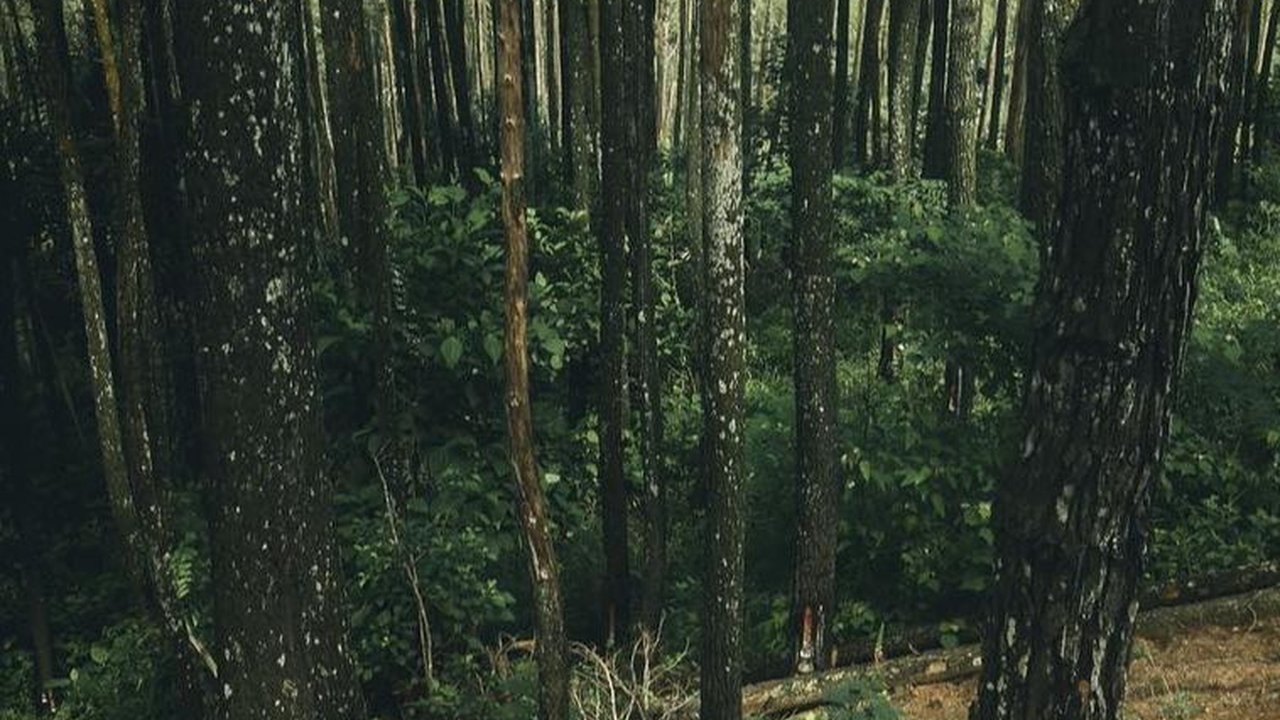 Jelajah Puncak Ampangan Payakumbuh, Suguhkan Pemandangan Eksotis dari Ketinggian