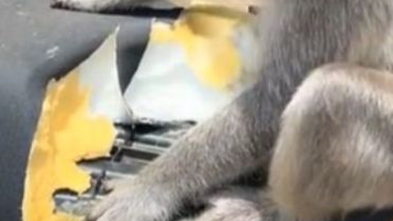 Viral Monyet di Pura Uluwatu Makan Jok Motor, Bikin Warganet Heran