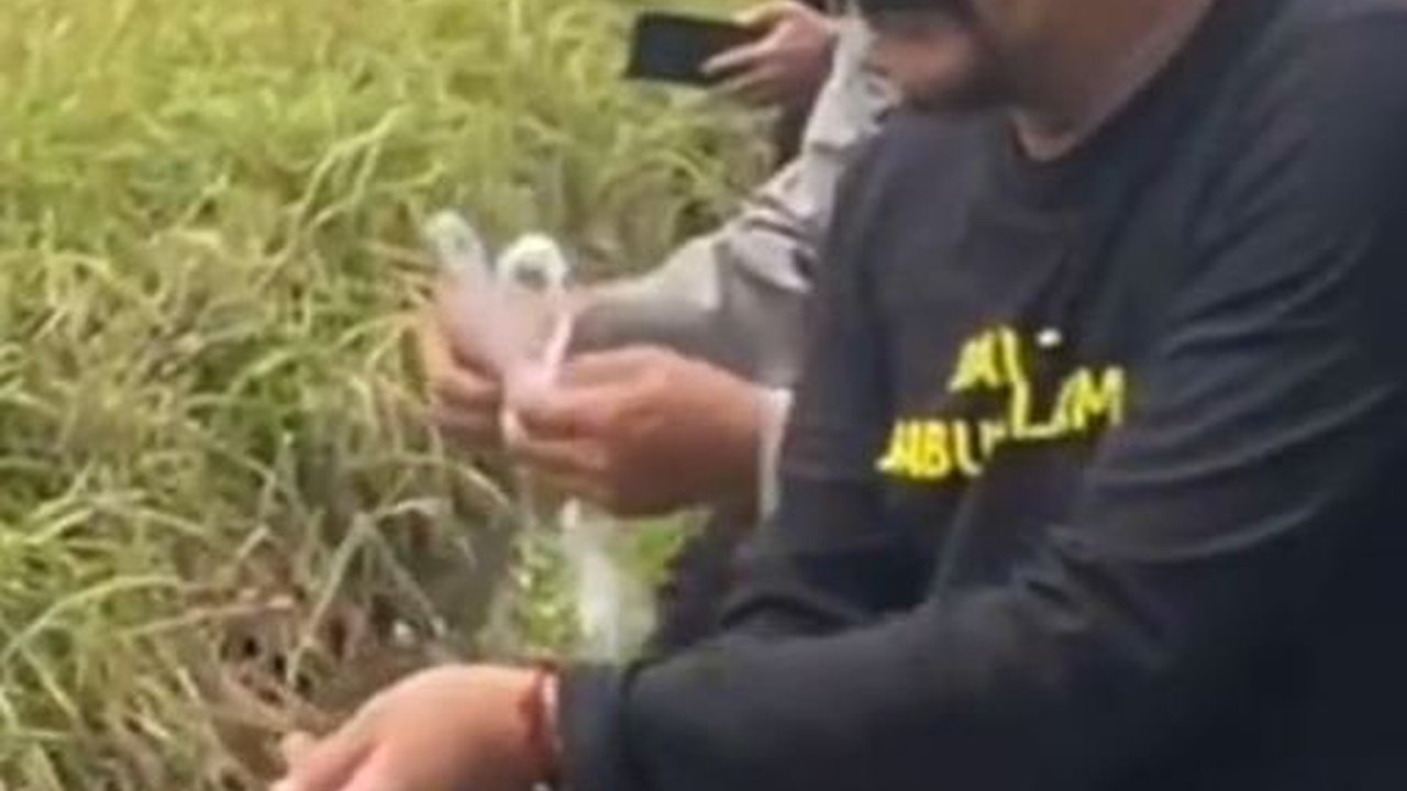 Setiap Hari Panen, Kabupaten Tanah Laut Siap Penuhi Beras Nasional