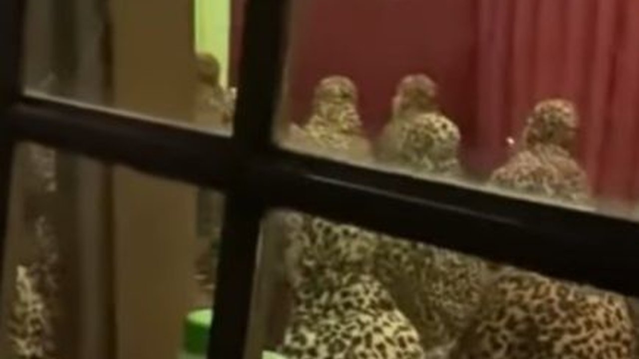 Heboh, Emak-emak Kompak Pakai Mukena Motif Macan Tutul Saat Salat Tarawih