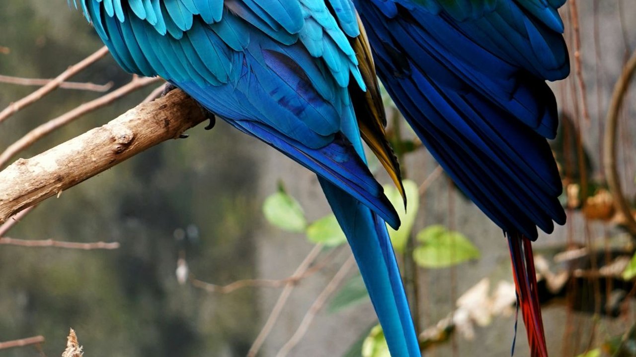 30 Makhluk Bumi yang Punya Warna Mirip Pelangi, Cantik dan Eksotis