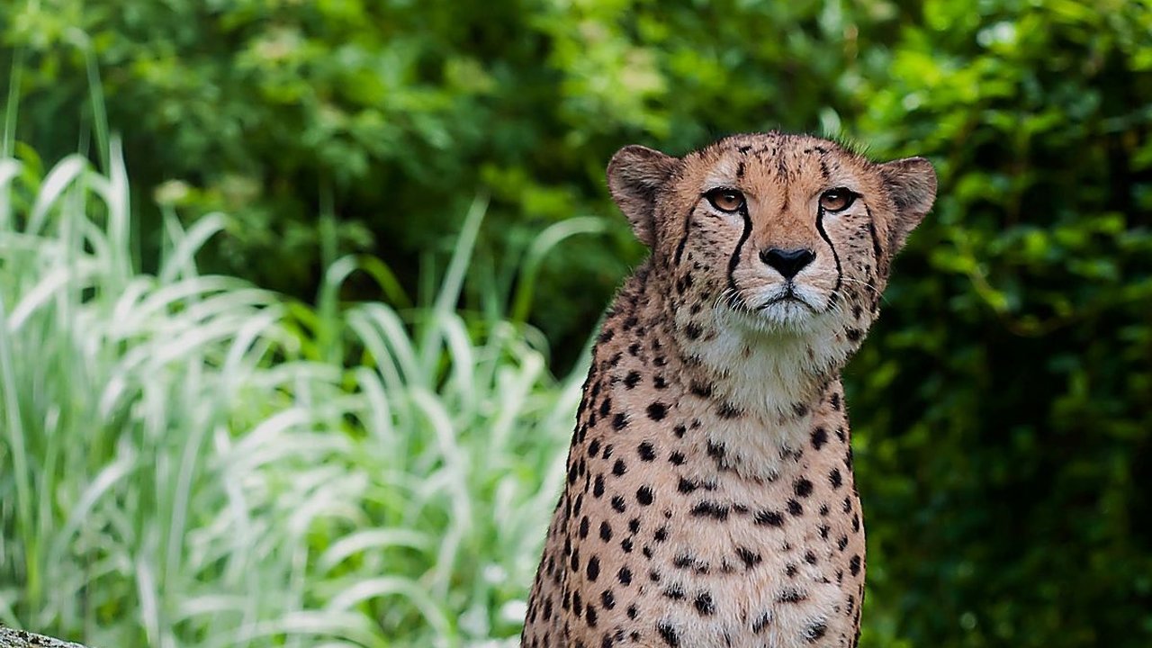Ilmuwan Temukan Misteri Cheetah Bisa Berlari dengan Kecepatan Tinggi, Ternyata Ini Rahasianya