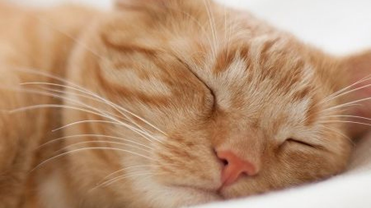 Penyebab Abses Kucing dan Cara Mengatasinya, Jangan Diabaikan