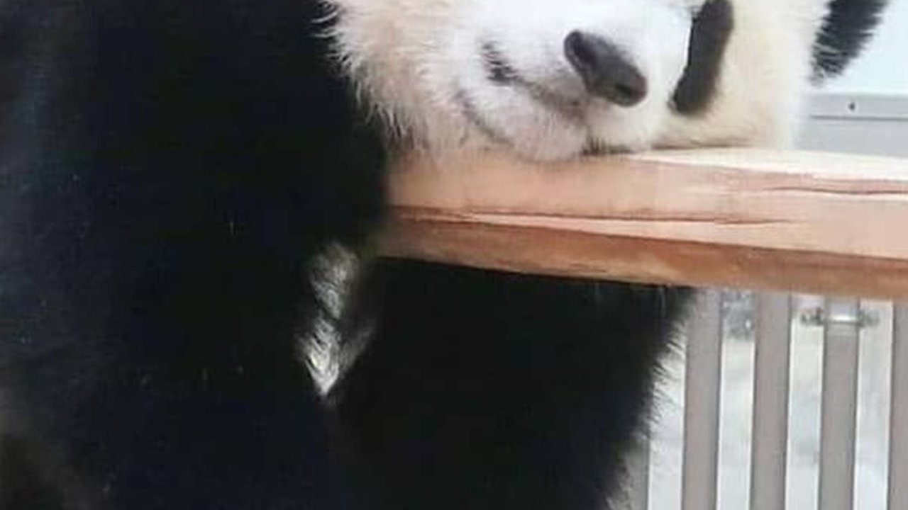 16 Maret Merayakan Hari Panda Nasional, Ini Tujuannya