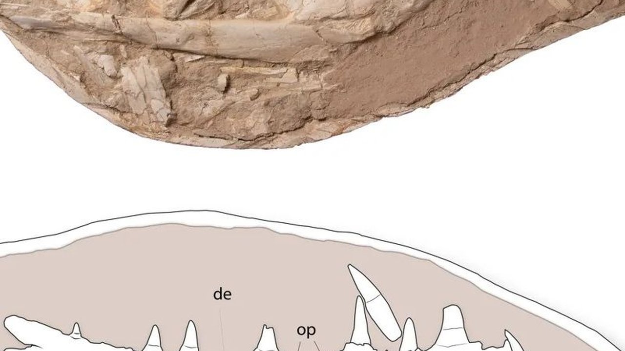 Heboh Penemuan Monster Laut di Zaman Dinosaurus, Ukurannya Sebesar Paus Orca