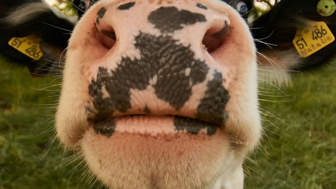 6 Jenis Sapi Paling Unik di Dunia, Ada yang Penuh Bulu Seperti Karpet