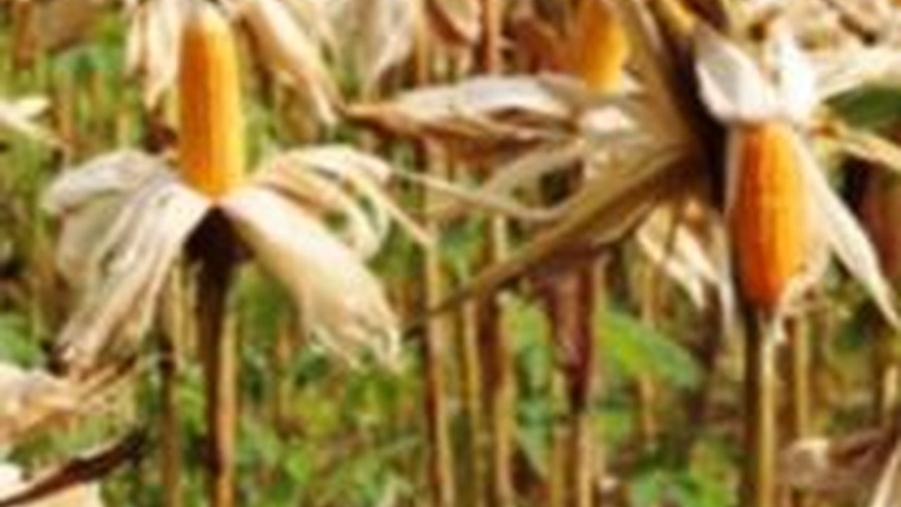 Terungkap, Ini Alasan Pemerintah Setop Impor Jagung untuk Pakan Ternak