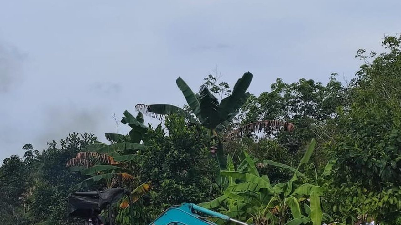 Tangani Darurat Pangan, Kementan Kebut Optimasi Lahan