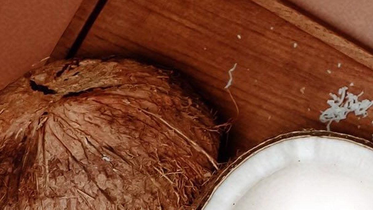 Gampang Ditiru, Ini Cara Pisahkan Daging Kelapa dari Tempurung Tanpa Menggunakan Pisau