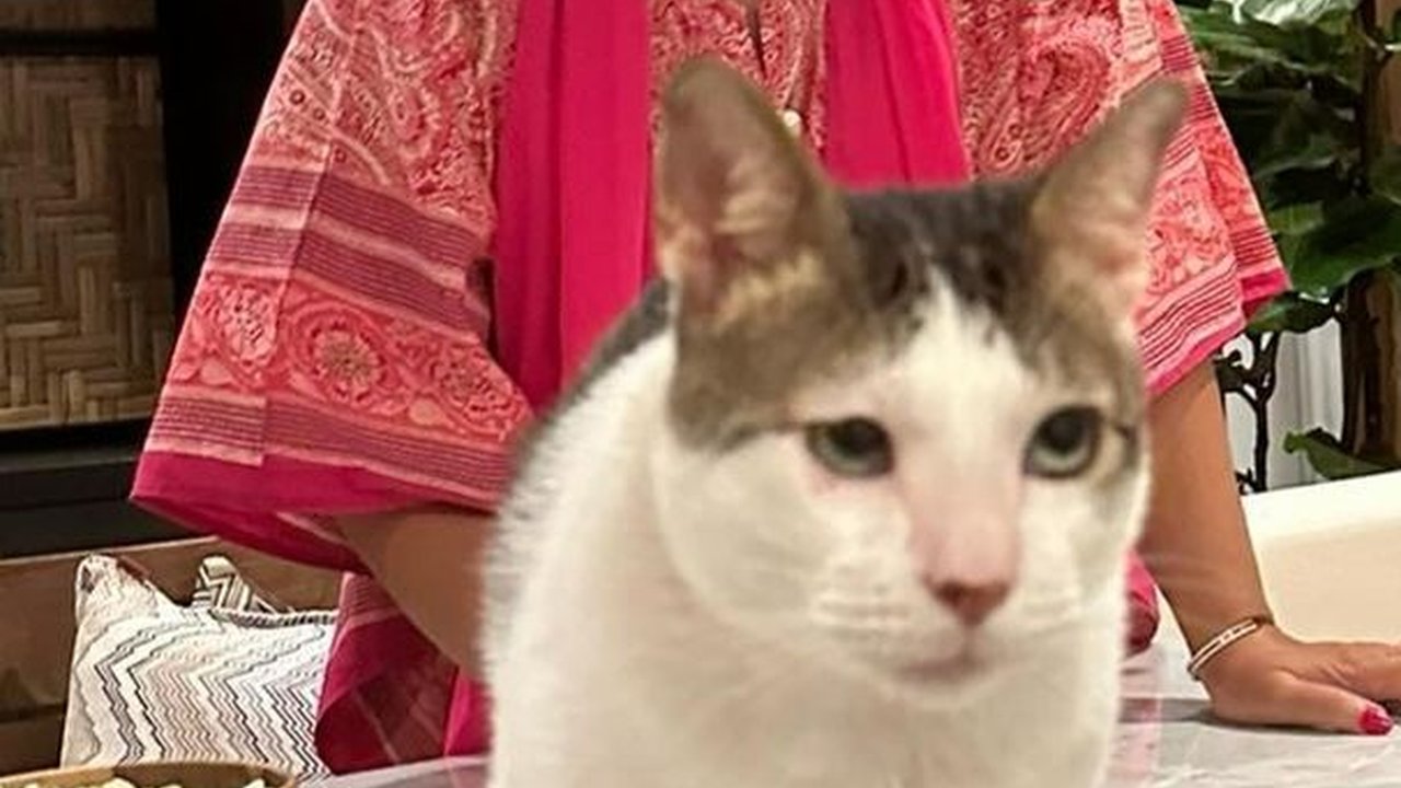 VIDEO: Titiek Soeharto Main Bareng Bobby Kucing, 'Calon Ibu Negara' Makin Sering Unggah Momen Mesra di Rumah Prabowo