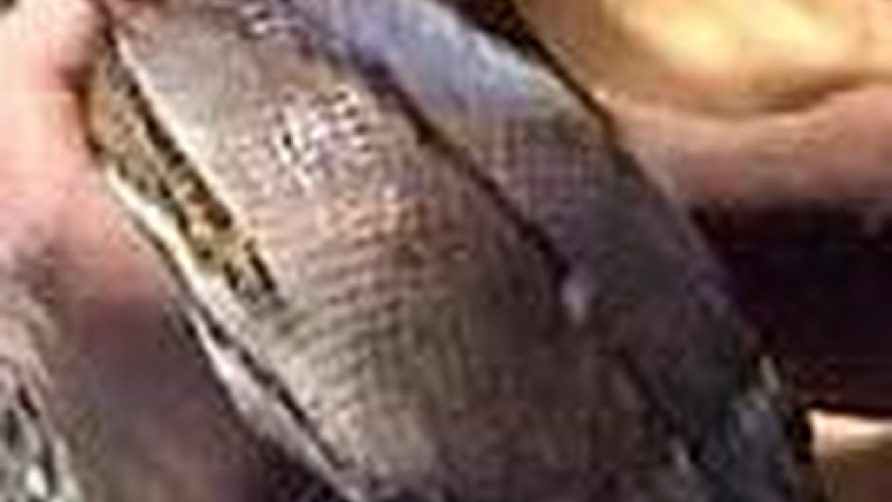 Ular Sanca Predator Ayam di Tangsel Dikepung Warga karena Petugas Damkar Tak Kunjung Datang