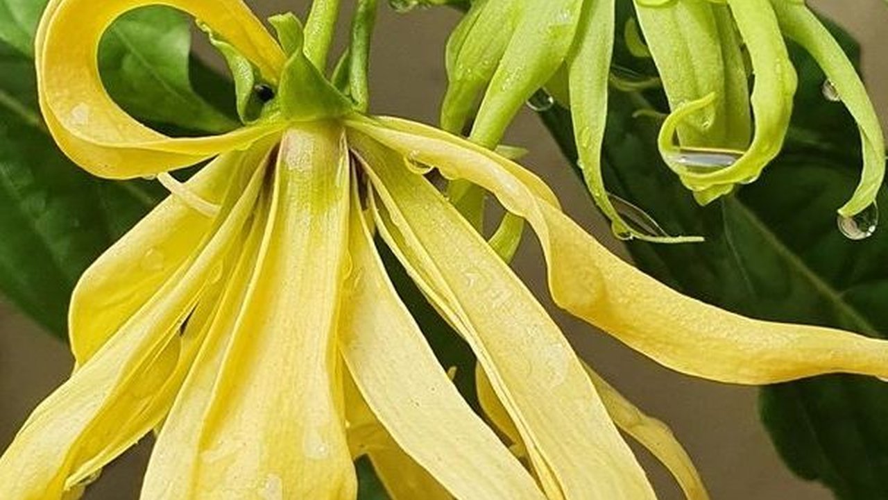 Mitos Bunga Kenanga, Bisa Mendatangkan Keberuntungan dan Kesuksesan