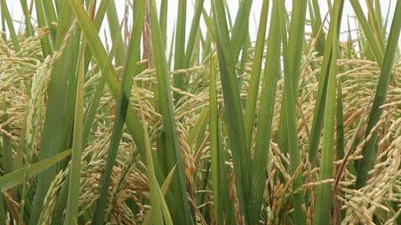 Mengenal Pesta Adat Lom Plai, Simbol Rasa Syukur Berkat Panen Melimpah Ala Suku Dayak Wehea