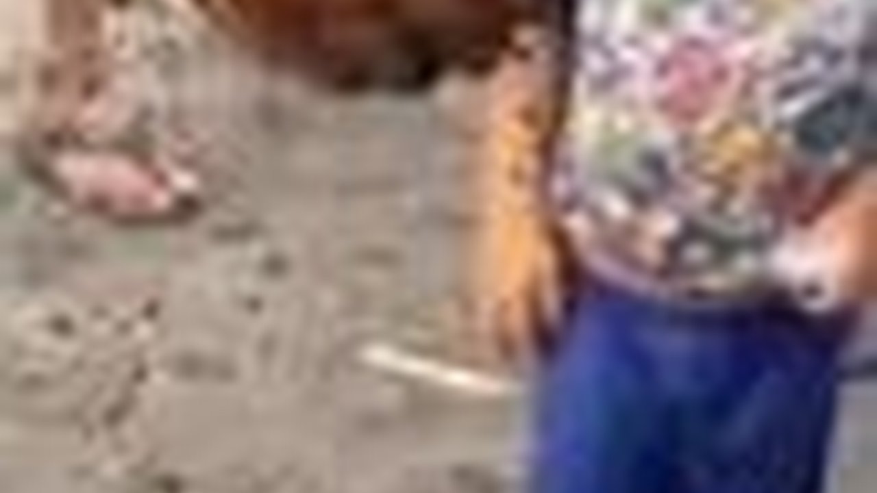 Cumi-Cumi Meledak di Tangan Nelayan, Anak Kecil Sampe Kena Tintanya