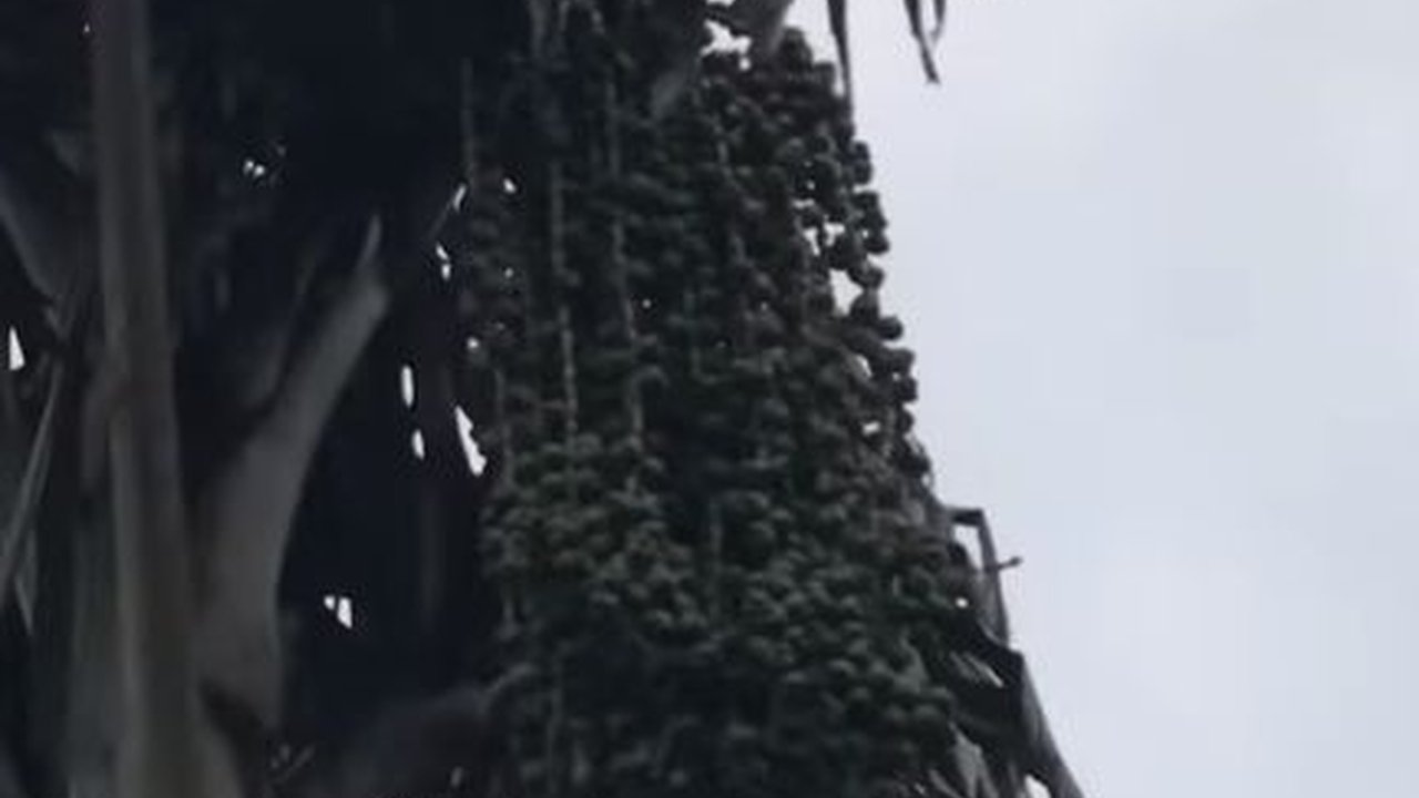 Pensiunan Aparat Asal Muara Jambi Ini Berkebun Aren dengan Omzet Miliaran, Kalahkan Kelapa Sawit