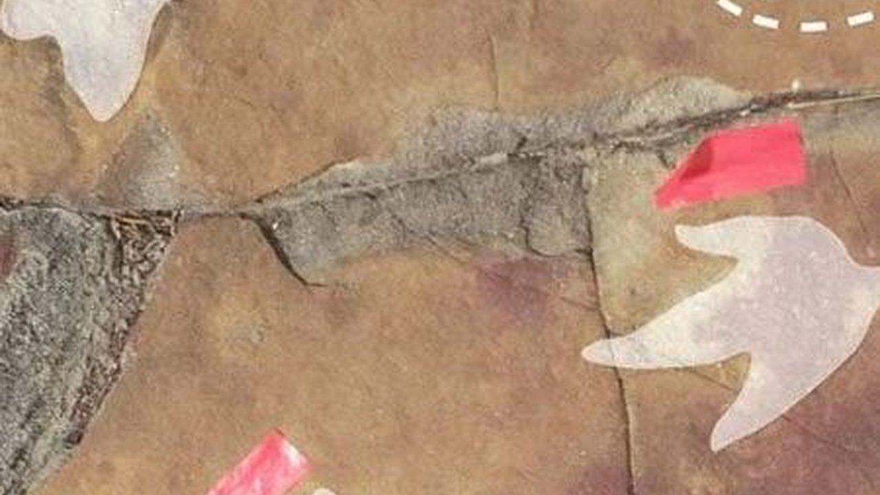 Arkeolog Temukan Gambar Misterius di Sepanjang Jejak Dinosaurus, Berasal dari 9.400 SM