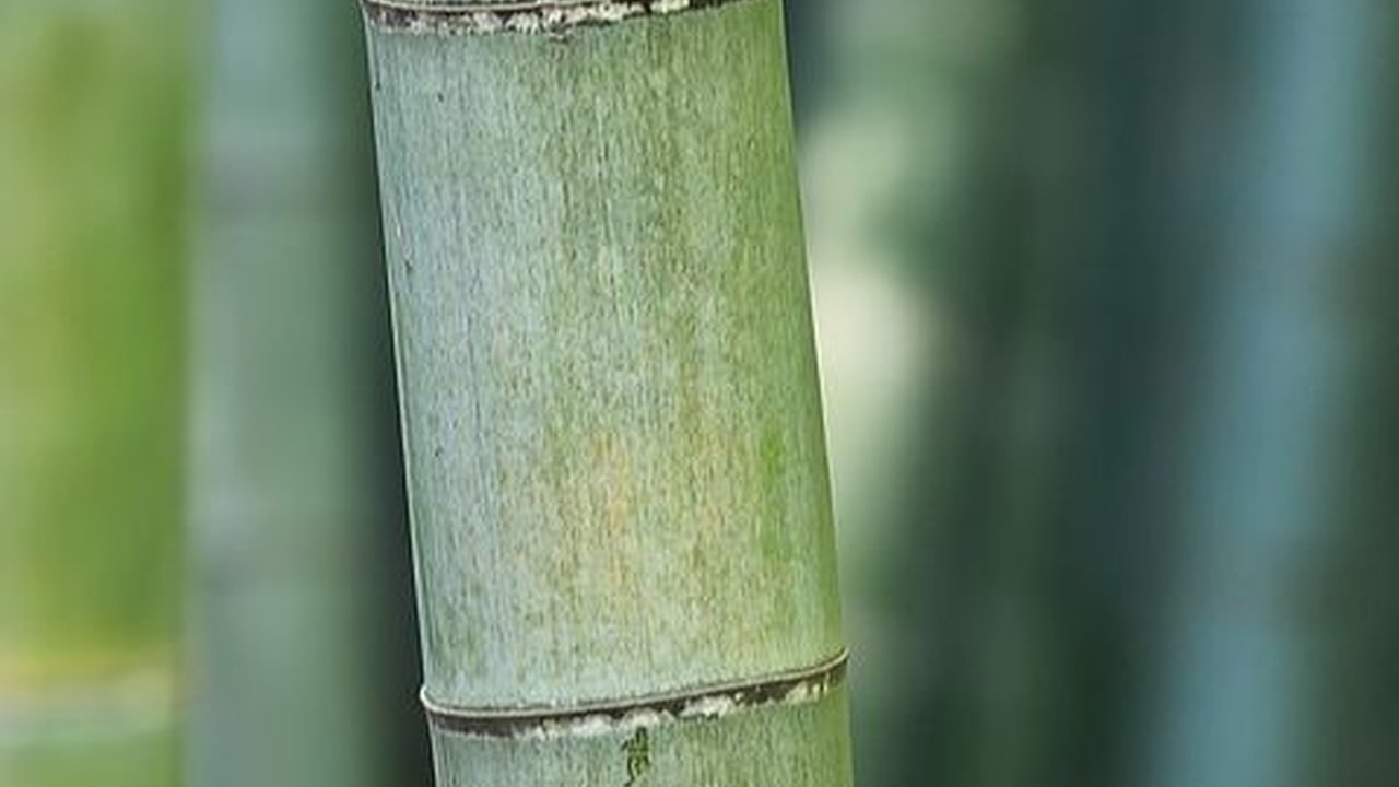 Badia Batuang, Permainan Tradisional Anak-Anak Minangkabau Jelang Waktu Berbuka Puasa