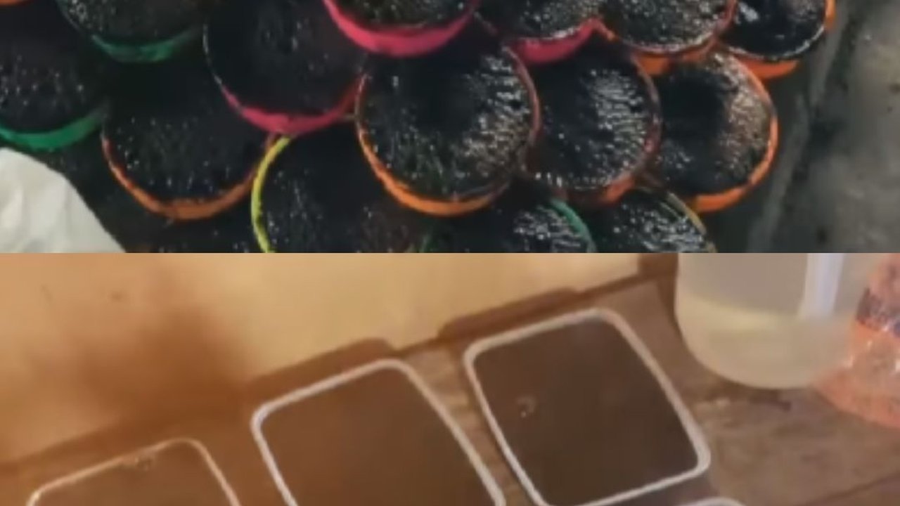 Mengintip Produksi Cincau Hitam di Pacitan, Dimasak secara Tradisional tanpa Pengawet Cocok untuk Buka Puasa