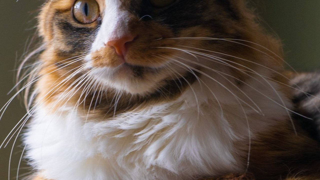Mitos Kucing Ekor Bengkok, Disebut Miliki Kemampuan Supranatural