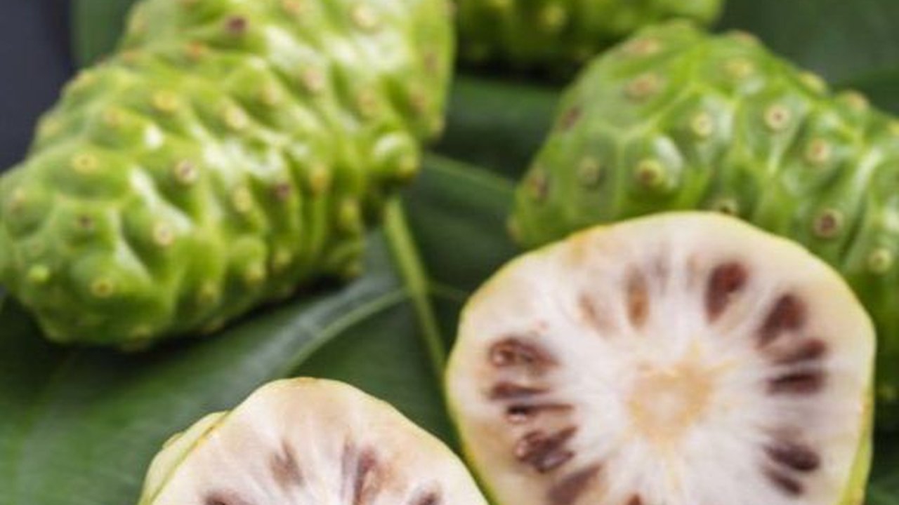 Cara Mudah Membuat Rebusan Mengkudu untuk Turunkan Gula Darah hingga Asam Urat