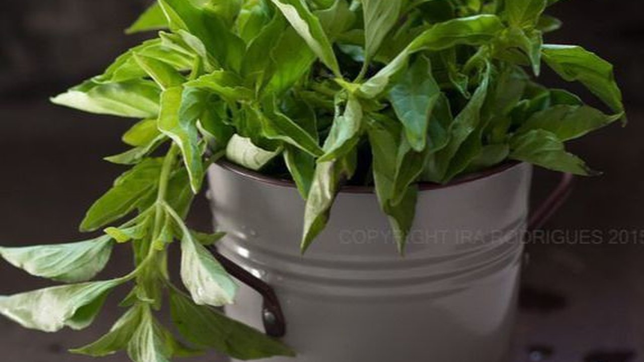 Resep Buat Rebusan Daun Kemangi yang Aromatik untuk Turunkan Asam Lambung