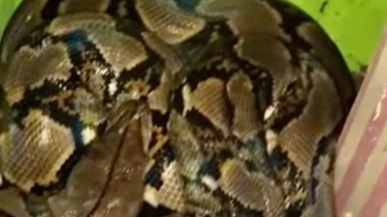 Sekeluarga Kaget, Penampakan Ular Piton Ukuran Jumbo Melingkar di Belakang Lemari Ini Bikin Heboh Warga