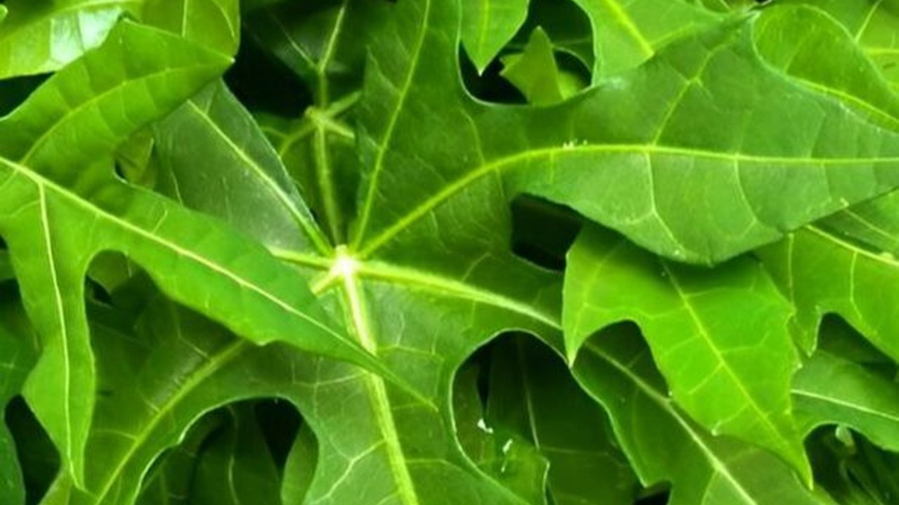 Walau Rasanya Pahit, Daun Pepaya Dikenal Bermanfaat untuk Tangkal Gula Darah