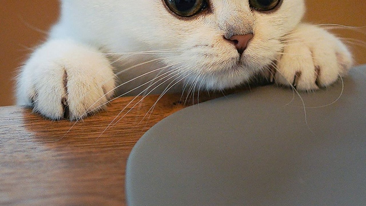 Jenis Makanan Anak Kucing Baru Lahir, Berikan Ini