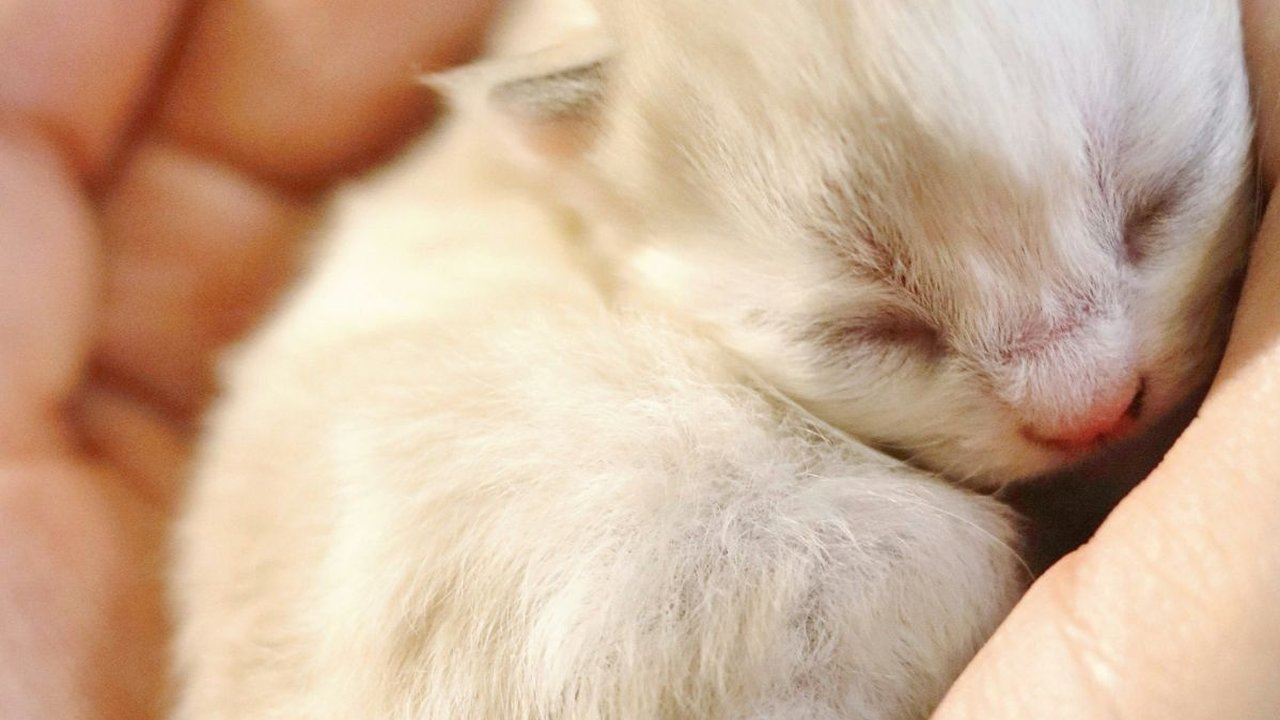 10 Mitos Menabrak Kucing Menurut Primbon, Bisa Jadi Pertanda Buruk