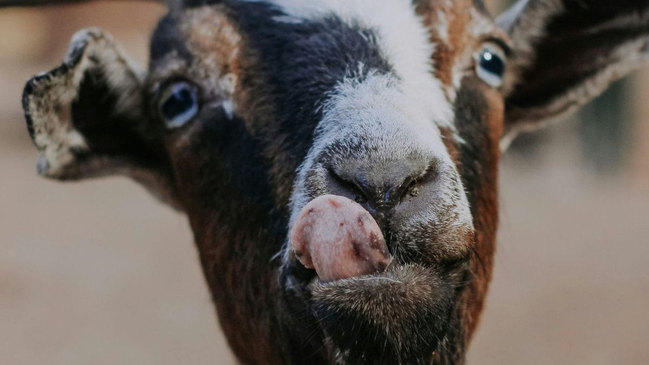 Perbedaan Kambing PE dan Jawa Randu, Ini Penjelasan Lengkapnya