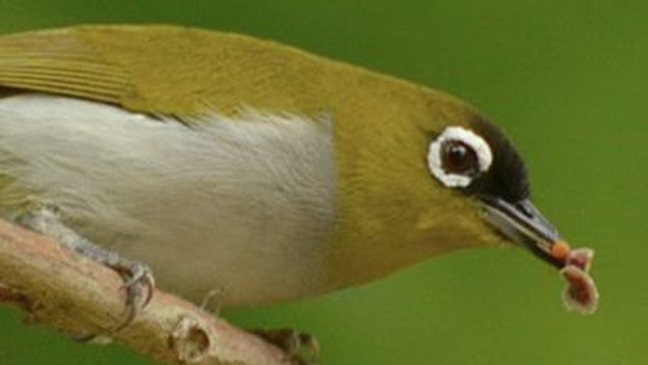 12 Jenis Pleci yang Ada di Indonesia, Berikut Bentuk dan Ciri Fisiknya yang Perlu Diketahui