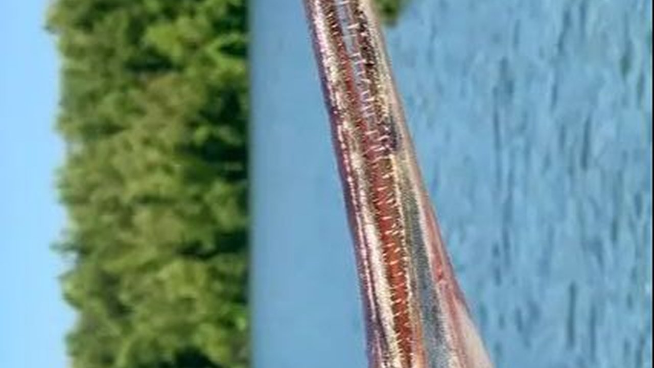 Ikan Paus Ini Hidup Sejak Zaman Purba, Punya Paruh Seperti Tang dan Telurnya Beracun