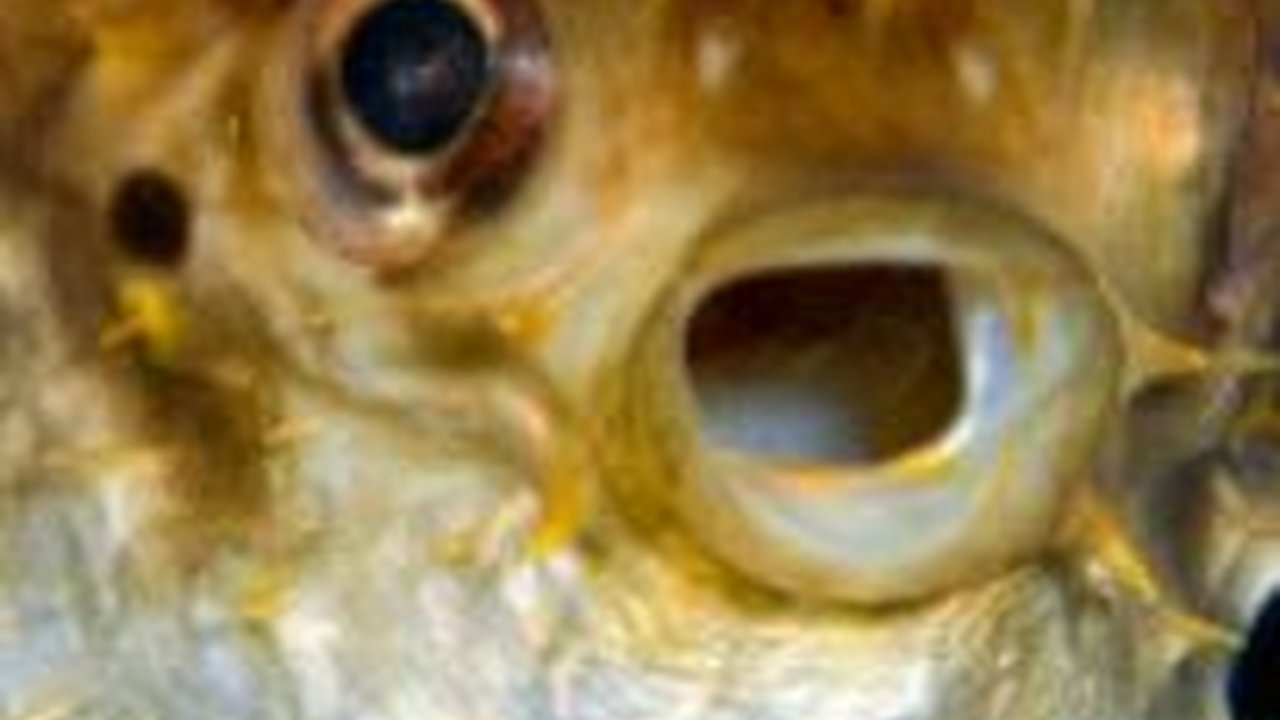 Tak Hanya Sebabkan Kematian, Ini Fakta Ikan Buntal yang Sangat Beracun