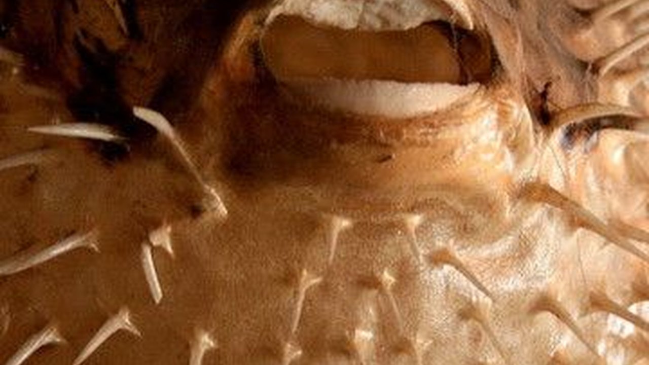 Ikan Buntal yang Beracun Bisa Dikonsumsi Jadi Makanan Enak, Begini Cara Masaknya