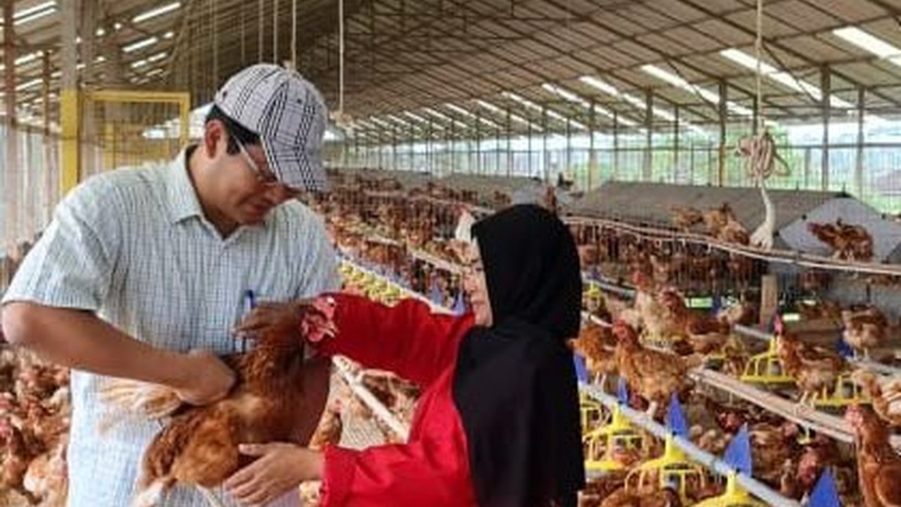 Menko Airlangga Klaim Harga Beras Sudah Turun, yang Naik Malah Harga Telur dan Cabai