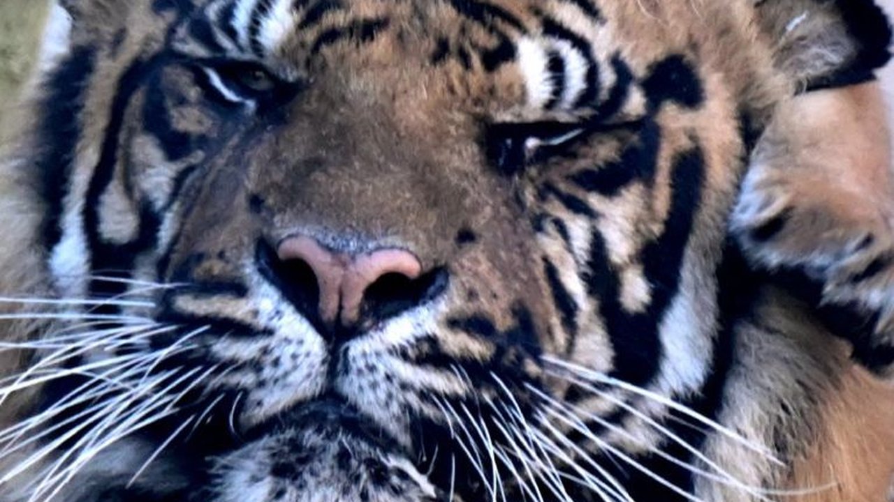 FOTO: Lucunya Kala, Bayi Harimau Sumatera yang Lahir di Kebun Binatang Roma