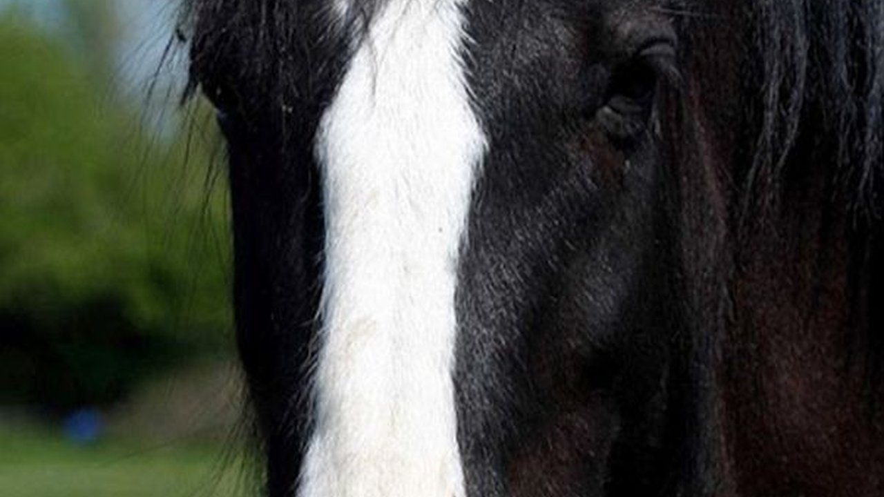 Jawaban Kuda, Berjenggot, Luas, Serba Ada dan Tebak-tebakan Hewan Lainnya