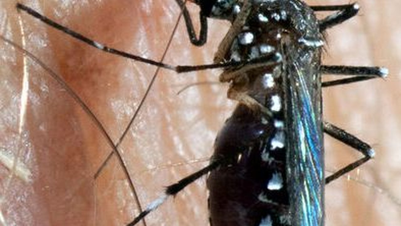 Fase Demam Berdarah pada Anak, Orang Tua Wajib Tahu