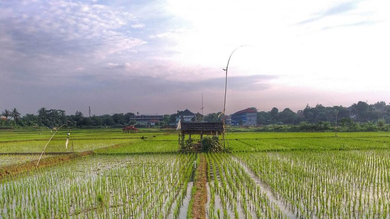 Area persawahan di Purwakarta
