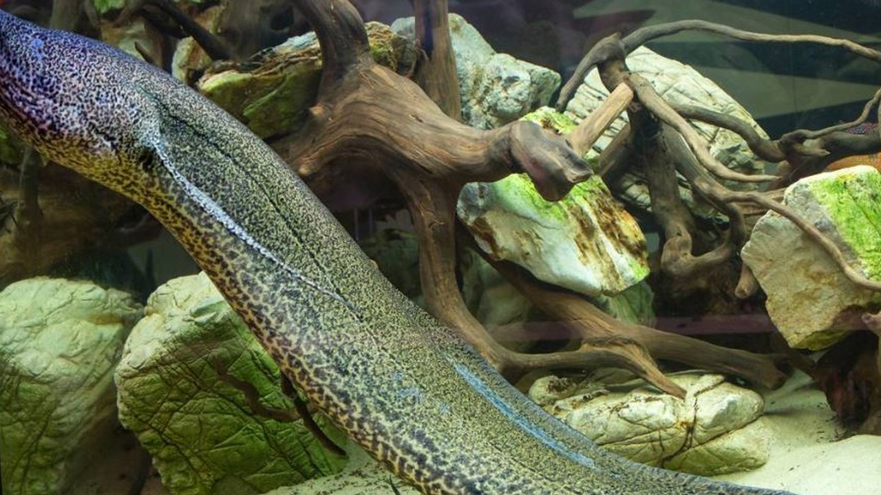 Ikan paru-paru, kerabat ikan purba spesies baru yang hidup 210 juta tahun lalu.