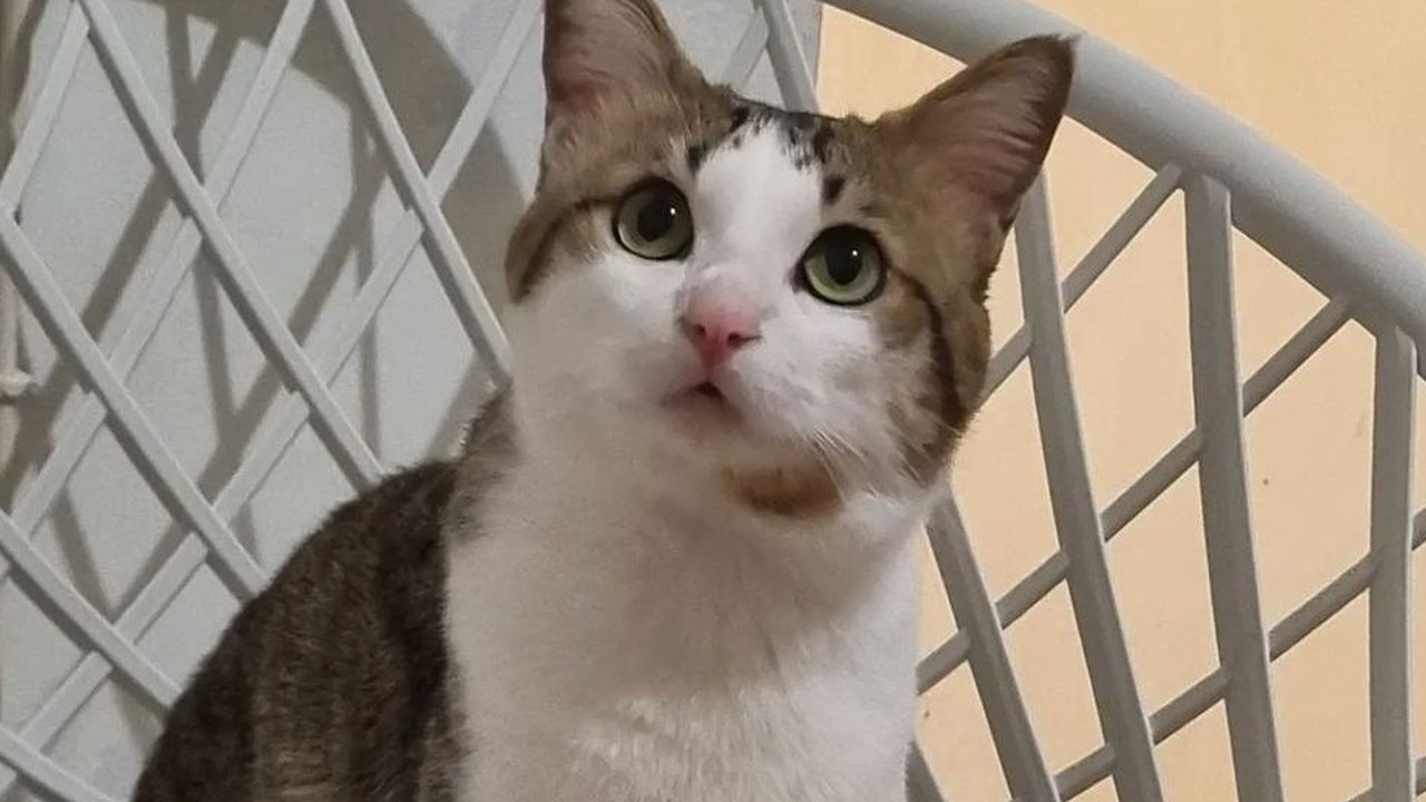 Komentar Pecinta Kucing Jakarta soal pria makan daging kucing buat diabetes