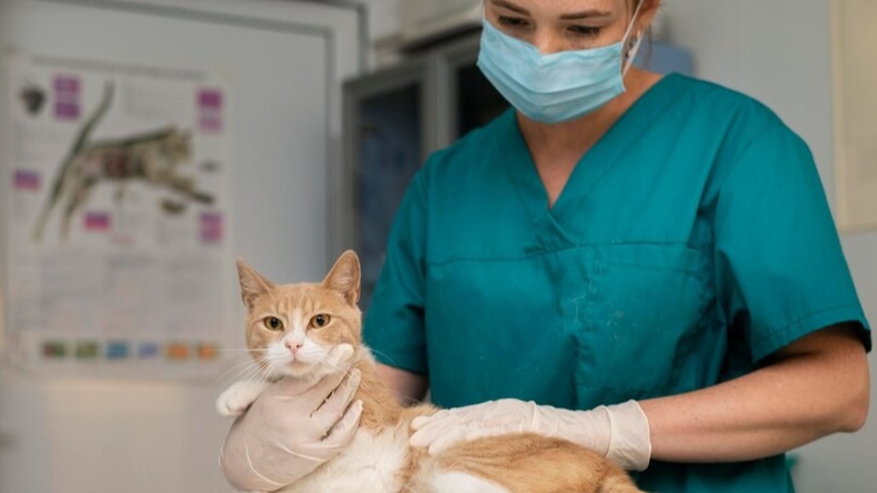 Ilustrasi Kucing Steril