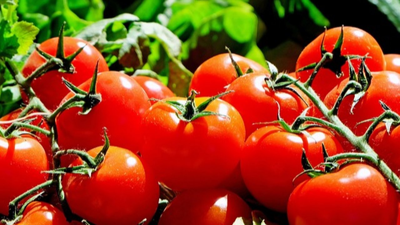 Tomat untuk Asam Lambung