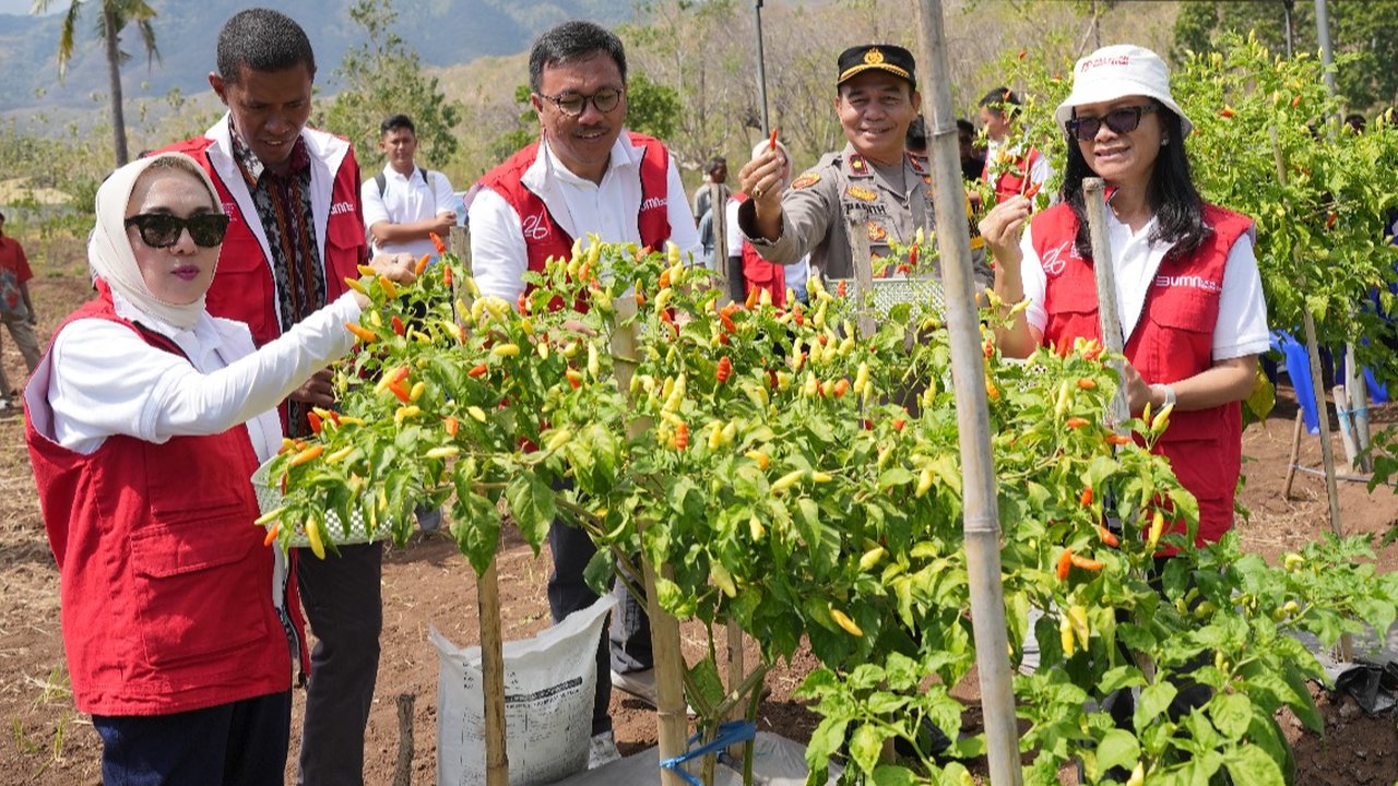 Pekarangan Jadi Lahan Bercocok Bertanam