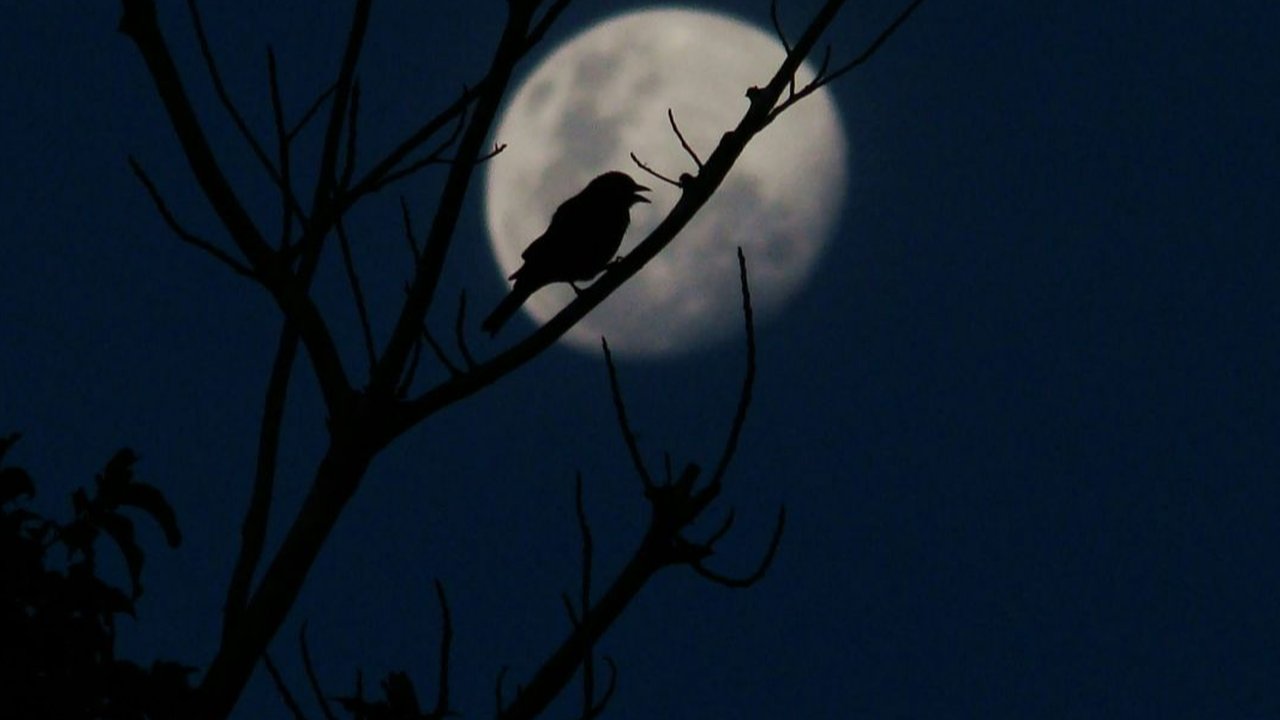 Doa saat mendengar suara burung di malam hari agar tetap tenang dan dilindungi Allah SWT.