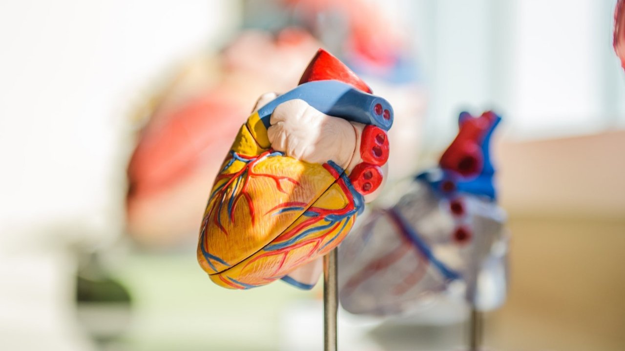 <p>Ilustrasi jantung, sistem peredaran darah, organ tubuh. (Photo by jesse orrico on Unsplash)</p>