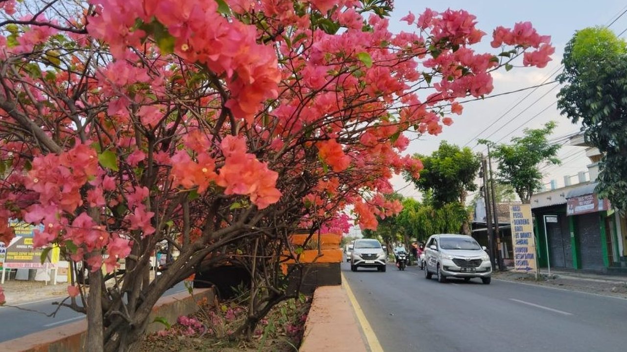 Mitos Bunga Bougenville