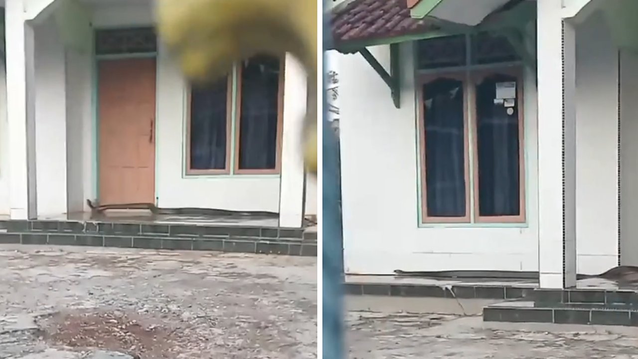 Viral Kemunculan King Kobra Sepanjang 5 Meter di Depan Rumah Warga di Kuningan, Begini Penampakannya